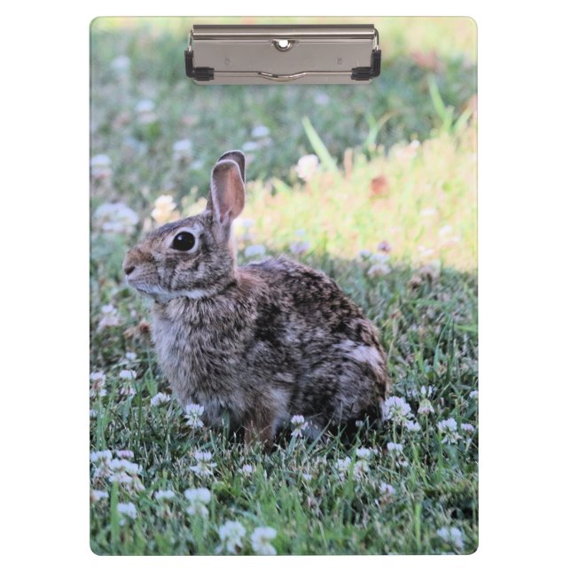Pranchetas Bunny (Frente)