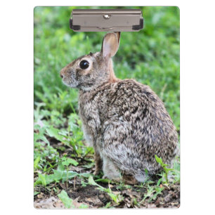 Pranchetas Bunny