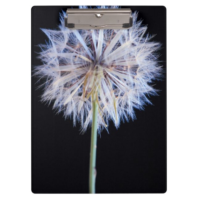 Pranchetas Cabeça de Semente de Dente-de-Leão (Taraxacum Offi (Frente)