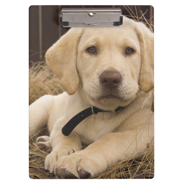 Pranchetas cachorro Labrador Retriever (Frente)
