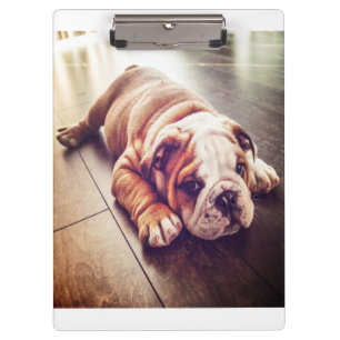 Pranchetas Cachorro-Mentiroso Inglês   Foto de cão