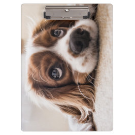 Pranchetas Cachorro Panelado De Olhos Tristes