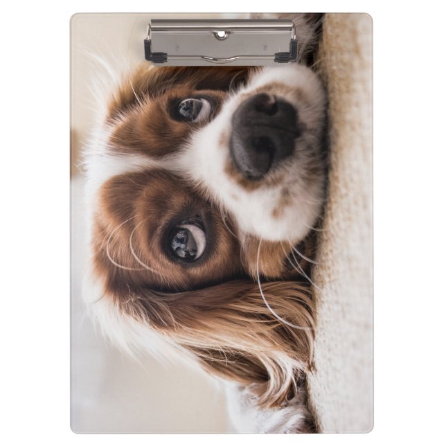 Pranchetas Cachorro Panelado De Olhos Tristes (Frente)