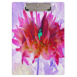 Pranchetas Cactus Dahlia Vermelho e Rosa Quente