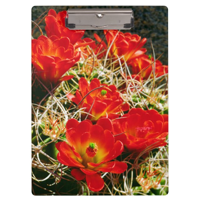 Pranchetas Cactus de Taça de Clarete Flores Silvestres (Frente)