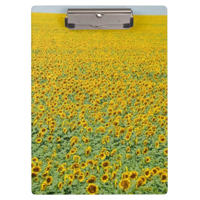 Pranchetas Campo amarelo do girassol (Frente)