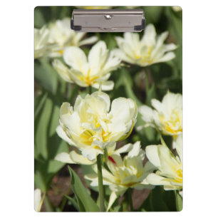 Pranchetas Campo de tulipas brancas Foto