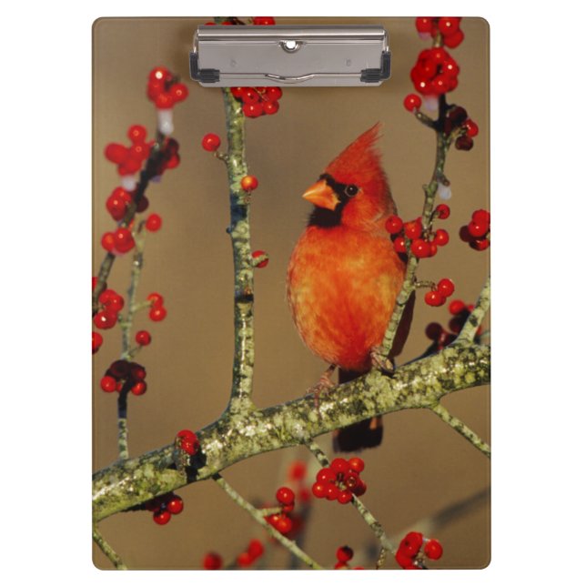 Pranchetas Cardinal-vermelho macho empoleirado, IL (Frente)
