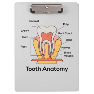 Pranchetas Carta da anatomia do dente