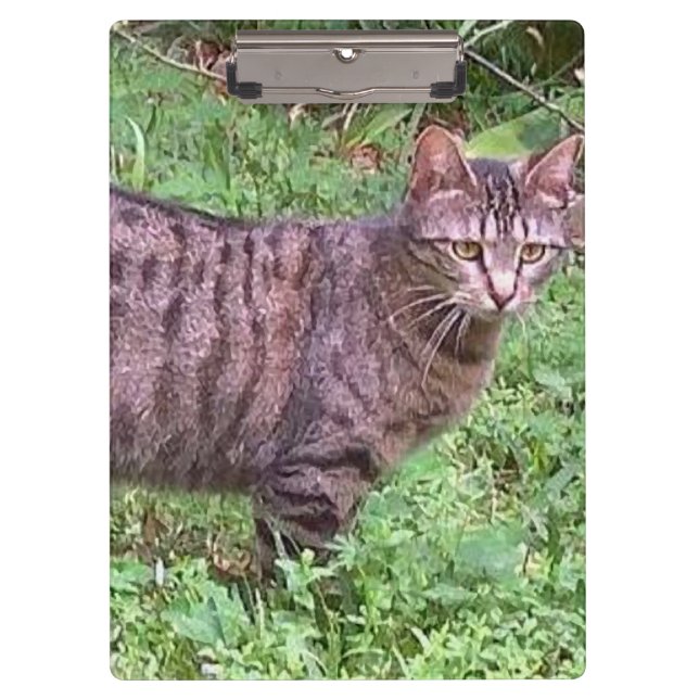 Pranchetas Castanho Tabby Cat no Exterior (Frente)