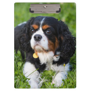 Pranchetas Cavaleiro Tricolor Rei Charles Spaniel
