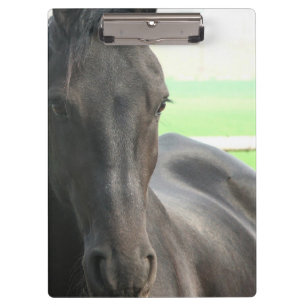 Pranchetas Cavalos do frisão