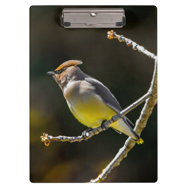 Pranchetas Cedar Waxwing Songbird Original Foto de Pássaro Se (Frente)