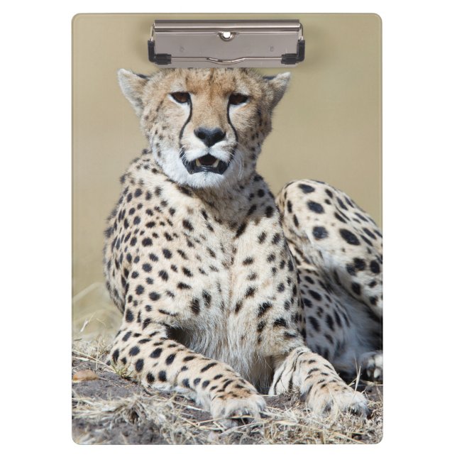 Pranchetas Cheetah (Frente)