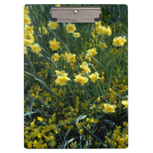 Pranchetas Cheio de jardim de daffodils amarelos