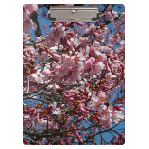 Pranchetas Cherry Blossoms e Blue Sky Primavera Floral