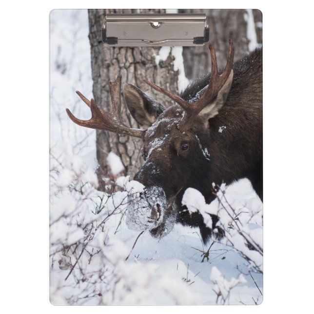 Pranchetas Chilly Moose (Frente)