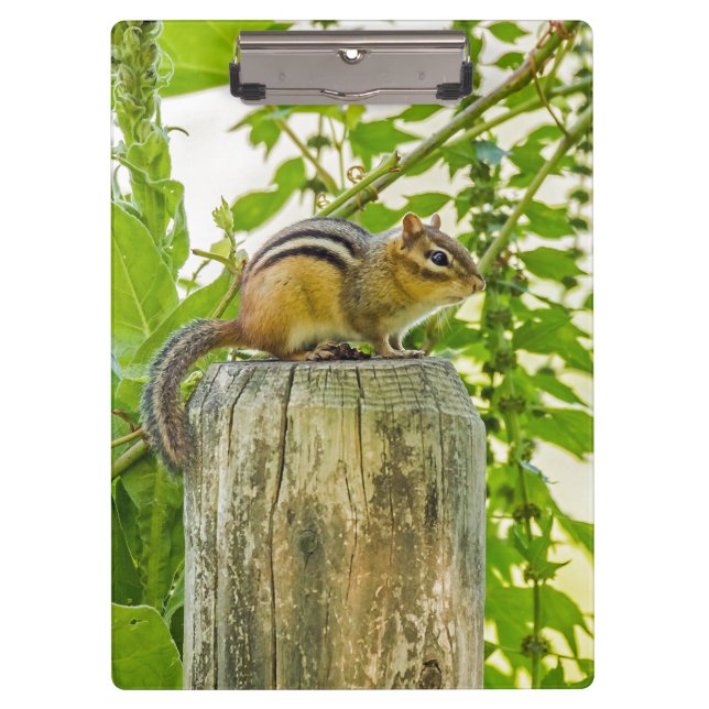 Pranchetas Chipmunk em um Posto de cerca (Frente)