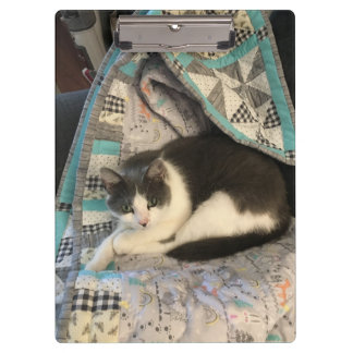 Pranchetas Cinza e gato branco