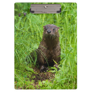 Pranchetas Clever River Otter