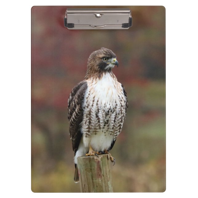 Pranchetas Clipboard Hawk (Frente)