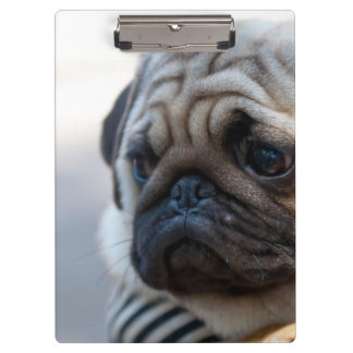 Pranchetas Close up bonito da cara do Pug