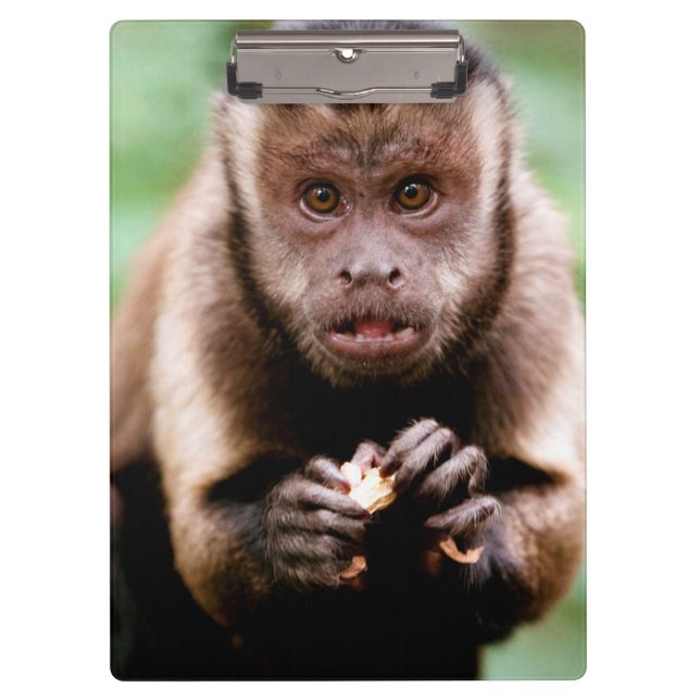 Pranchetas Close-up de um macaco capuchinho de cabeça preta (Frente)