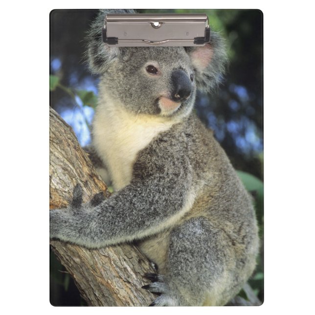 Pranchetas Coala, Phascolarctos cinereus), Austrália, (Frente)
