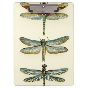 Pranchetas Coleção de Dragonfly por Chariklia Zarris