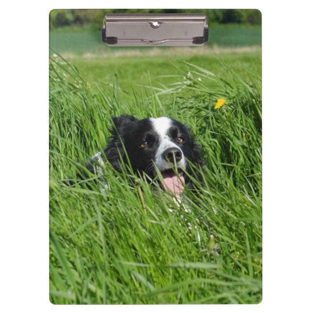 Pranchetas Collie Preto e Branco na Grama (Frente)