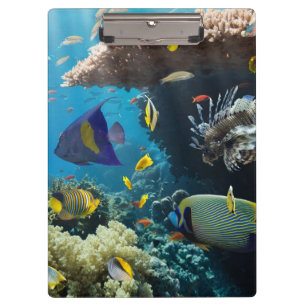 Pranchetas Coral e peixes no Mar Vermelho, Egipto