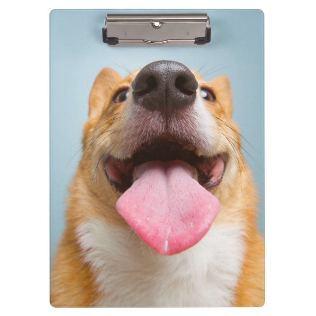 Pranchetas Corgi muito feliz das imagens | de Getty (Frente)