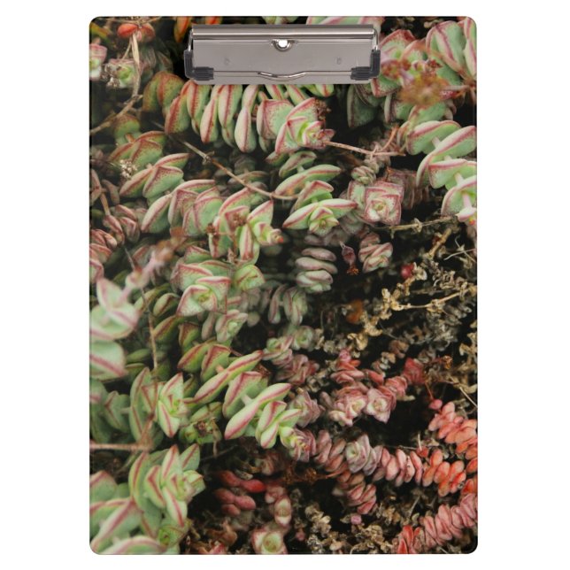 Pranchetas Crassula perforata (Frente)