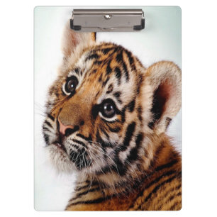 Pranchetas Cub/Área de Transferência do Tigre