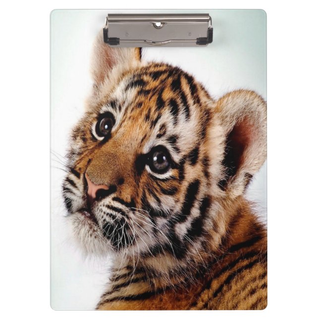 Pranchetas Cub/Área de Transferência do Tigre (Frente)