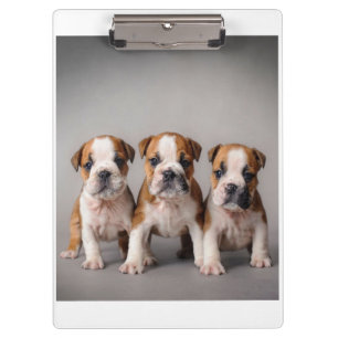 Pranchetas Cuppies de Bulldog Cortes   Presente para adultos 