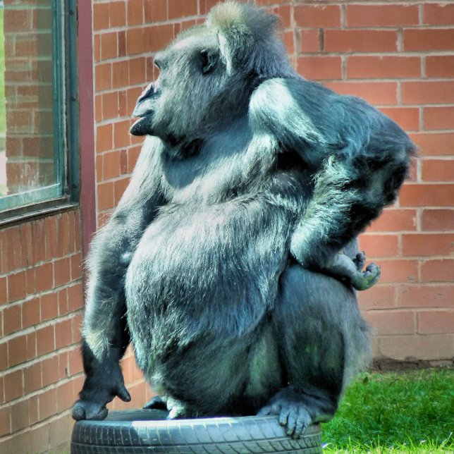 PRANCHETAS CUTE GORILLA (A cute gorilla looking out of a window.)