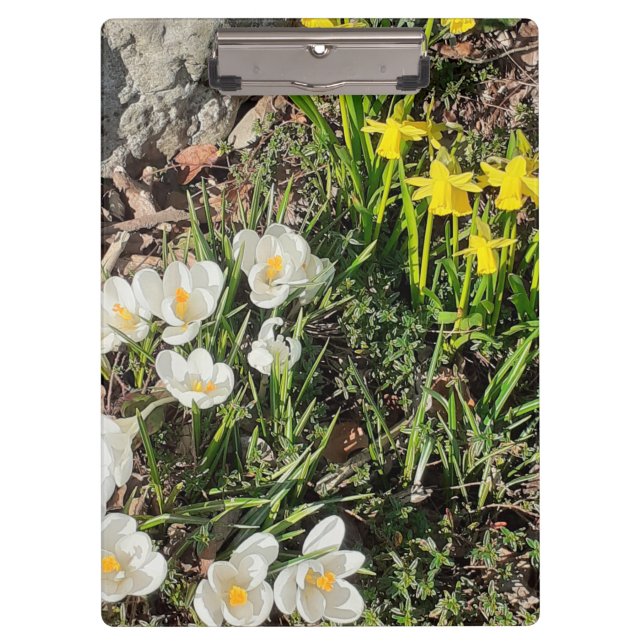 Pranchetas Daffodils & Crocus (Frente)