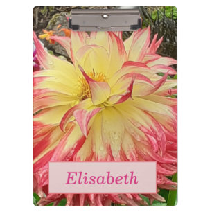 Pranchetas Dahlia Rosa e Amarelo
