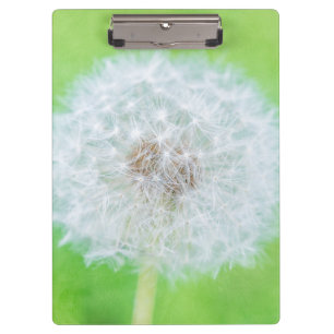 Pranchetas Dandelion - Apenas Acordou Beleza