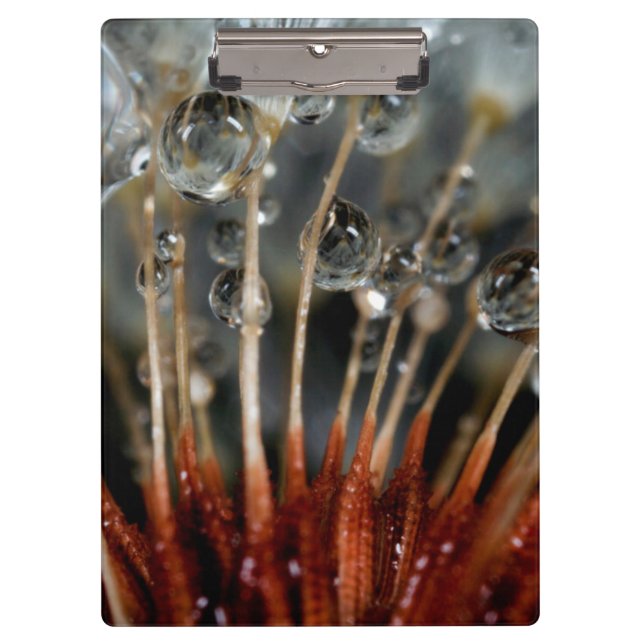 Pranchetas Dente-de-leão e gotas de água, CA (Frente)