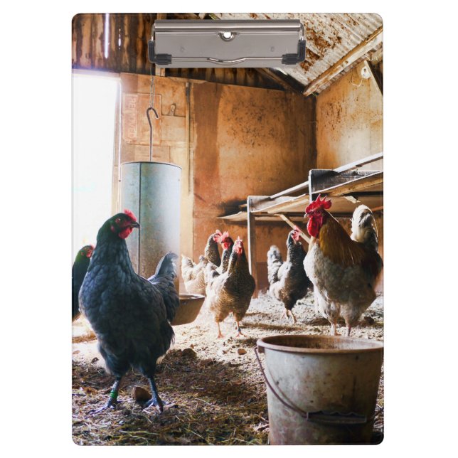 Pranchetas Dentro de galo e galinha do celeiro (Frente)
