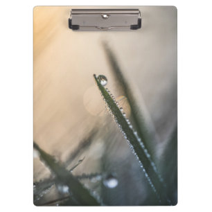 Pranchetas Dew Droplet on Grass Floral Nature Photo