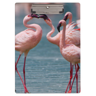 Pranchetas Dois Flamingos Menores Machos (Phoenicopterus Mino