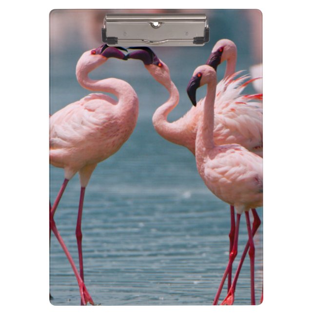 Pranchetas Dois Flamingos Menores Machos (Phoenicopterus Mino (Frente)