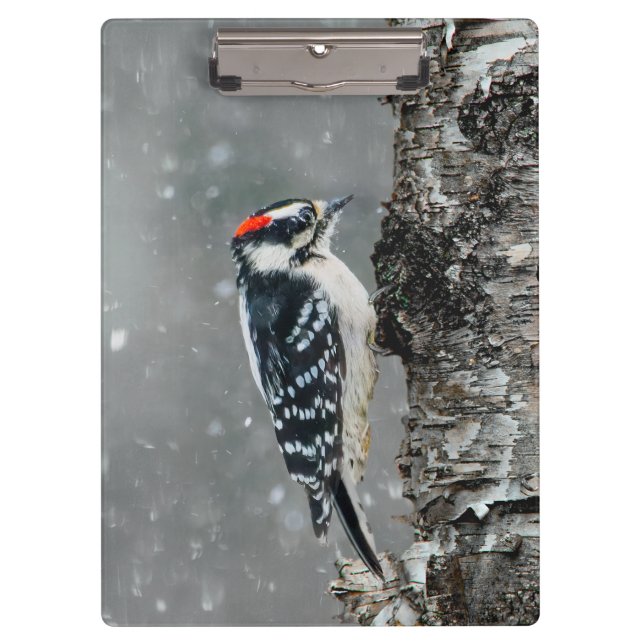 Pranchetas Downy Woodpecker em Neve - Foto Original (Frente)
