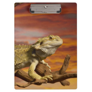 Pranchetas Dragão farpado (Pogona Vitticeps) no ramo,