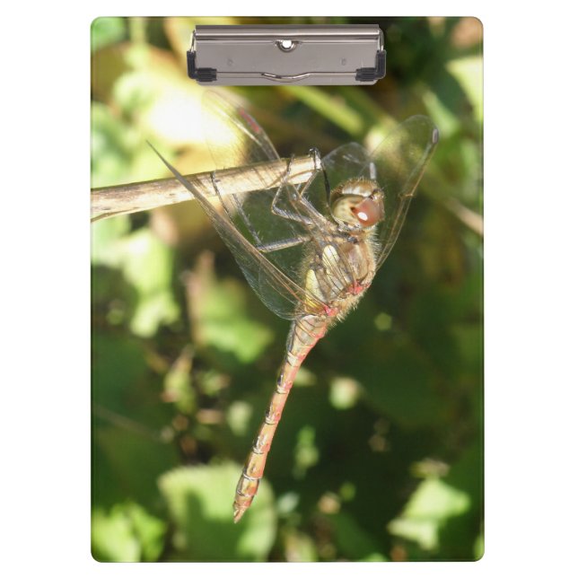 Pranchetas Dragonfly em uma área de transferência Twig (Frente)