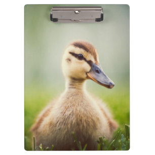 Pranchetas Ducking do pato selvagem do bebê