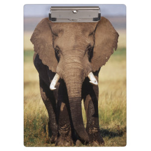 Pranchetas Elefante-da-savana-africano